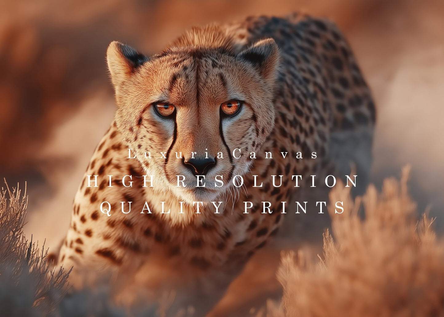 Cheetah Focused Chase, High Quality Digital Download - Luxuria Canvas