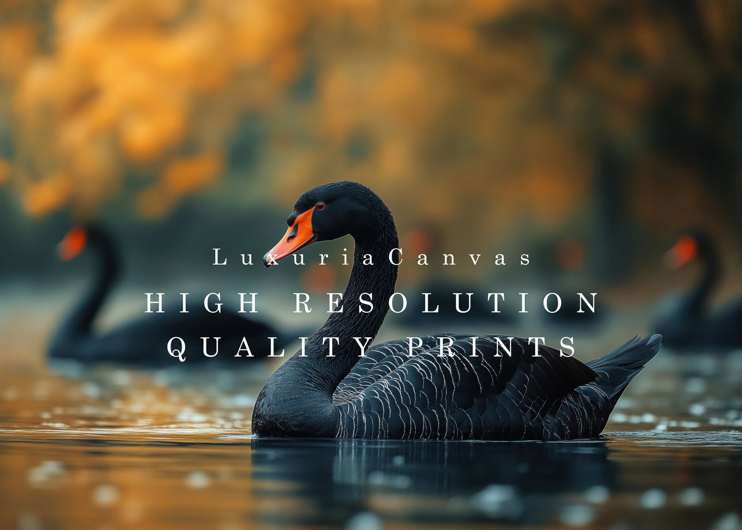 Black Swan Digital Art Download - Luxuria Canvas